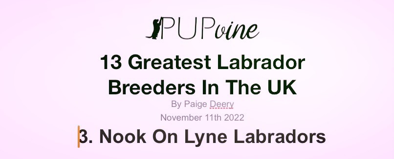 PupVine - 13 Greatest Labrador Breeders UK